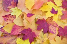 autumn-leaves-1789665_960_720.jpg