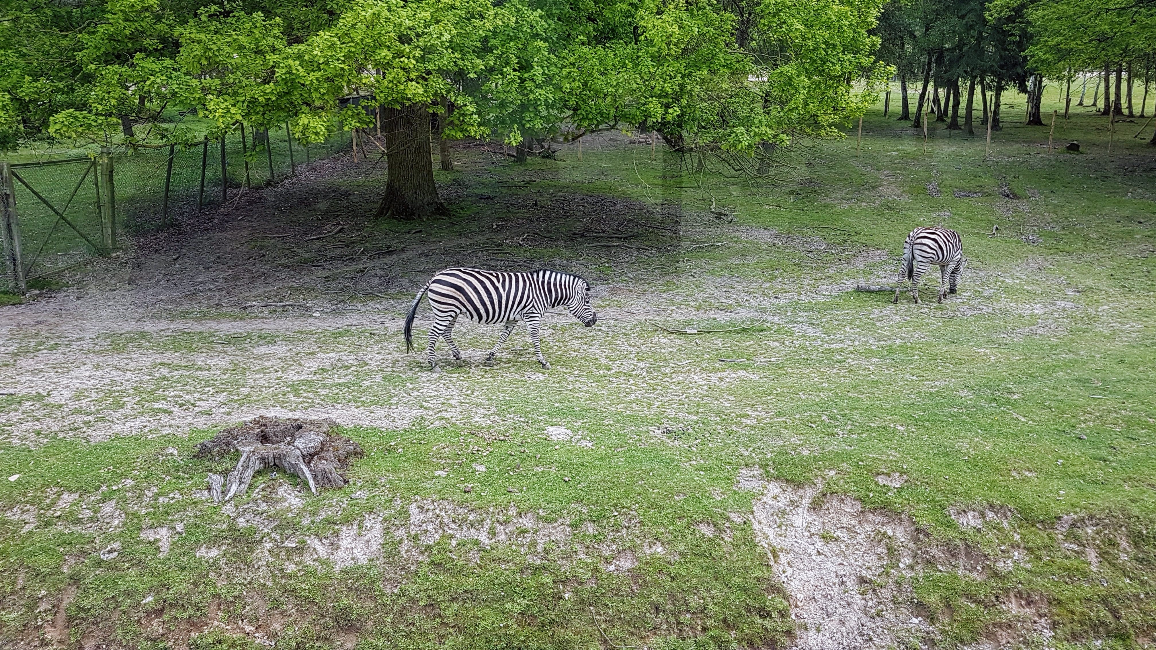 Zèbres du Zoo de Thoiry