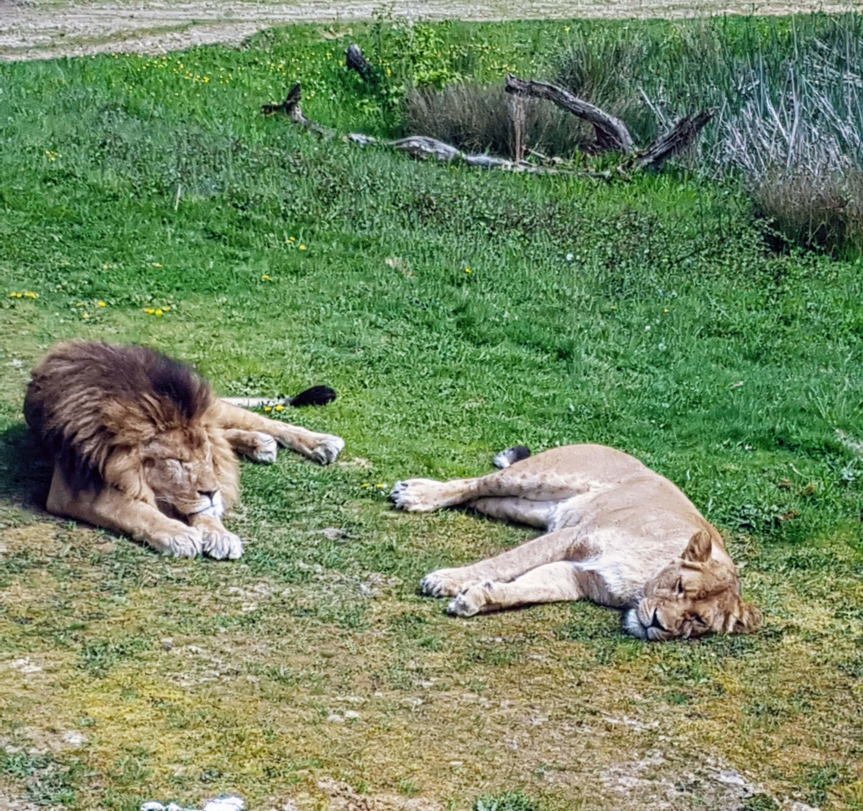 Lions et lionne du Zoo de Thoiry